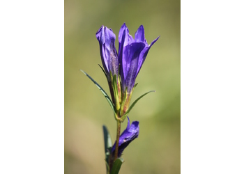 Lungen-Enzian (Gentiana pneumonanthe) - © Emanuel Trummer